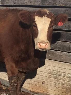 12745530_10207842618177083_9047971982939854636_n