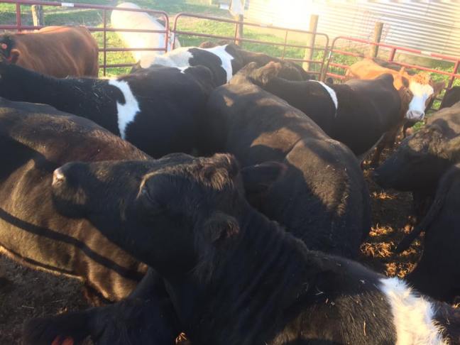 14716357_10209955663201888_3796711257752063774_n