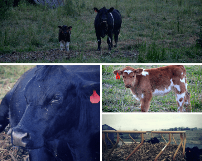 Ball Calving Season (1)