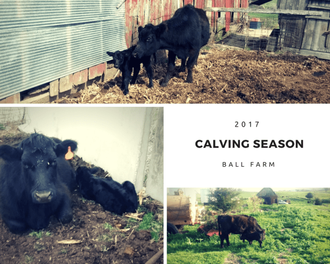 Ball Calving Season