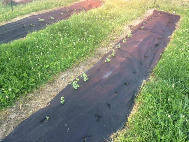 18767480_10212079684181085_3285410691797692294_n