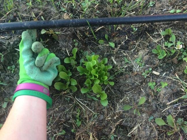 18892949_10212079685301113_8825794125476886628_n