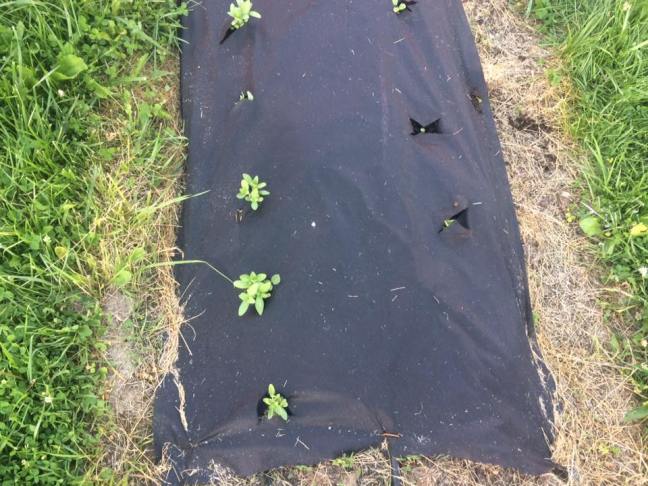 18951324_10212079684421091_1696855253357929774_n