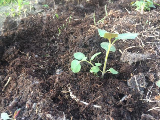 19029417_10212079684941104_8499711684481282613_n