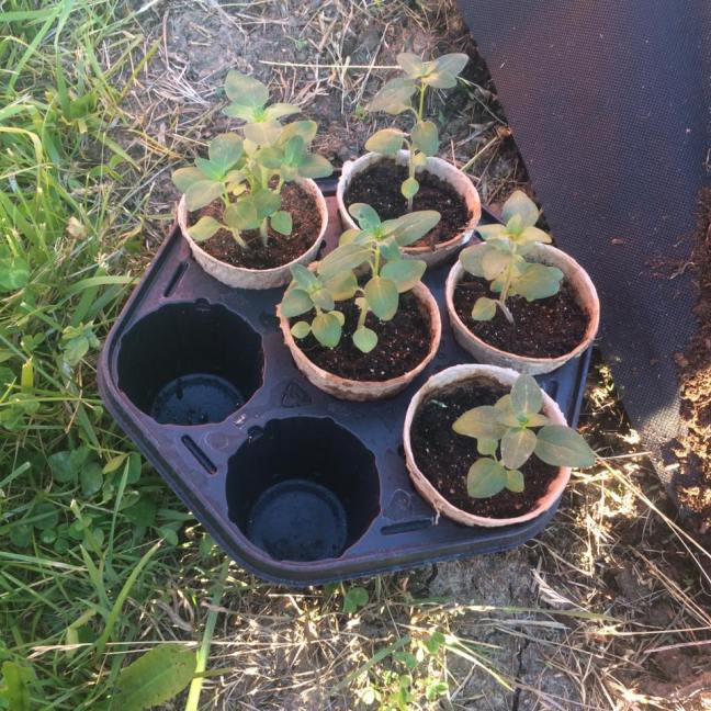 19029692_10212079688021181_6382507246201358553_n