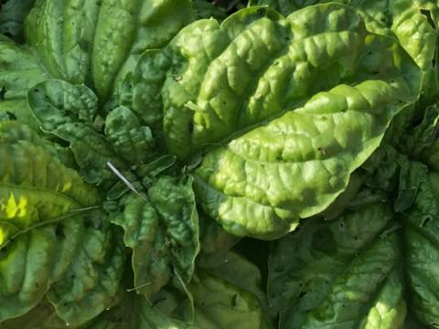 19875332_10212372632024598_634455084615630435_n