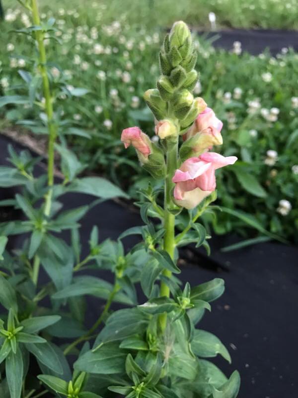 20245490_10212518788998431_969977548609937322_n