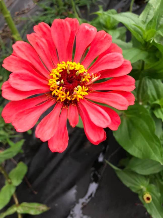 68565367_10218488595279857_9078482616499306496_n